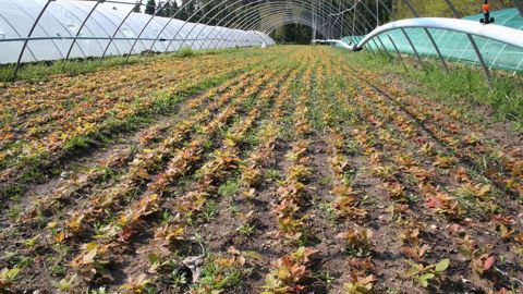 Plants de chêne pédonculé en pépinière. ©Norbert Frank, University of West Hungary